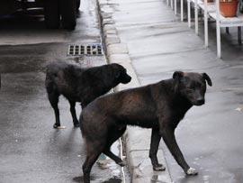 Эксперты требуют проверять кошек и собак на птичий грипп