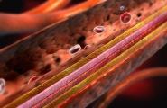 Японские ученые смогли изготовить кровеносные сосуды из кожи лосося