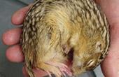 Американский ученый предлагает лечить ожирение спячкой