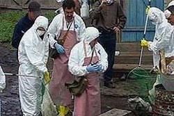Врачи России: птичий грипп не опасен для человека